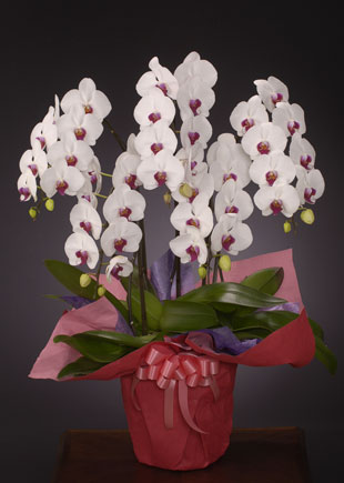 個展 出展のお祝い花を贈る 花 フラワーギフト通販 フラワーズ ドゥ