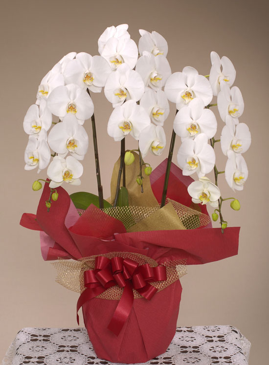 昇進 就任祝いの花 胡蝶蘭 こちょうらん 白 お祝い用 Llロング 花の贈り物はフラワーズ ドゥ 花キューピット加盟店