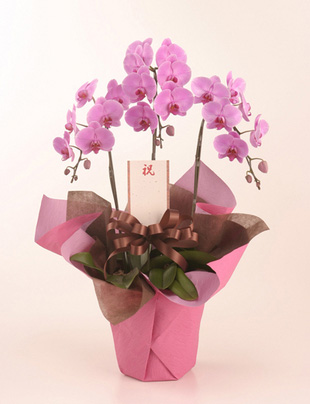 傘寿祝いの花 胡蝶蘭 こちょうらん ピンク お祝い用 L 花の贈り物はフラワーズ ドゥ 花キューピット加盟店