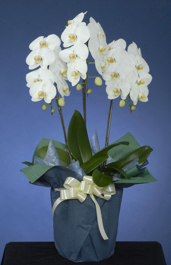 お盆 初盆 新盆 のお花 胡蝶蘭 白 L ３本立ち 花の贈り物はフラワーズ ドゥ 花キューピット加盟店