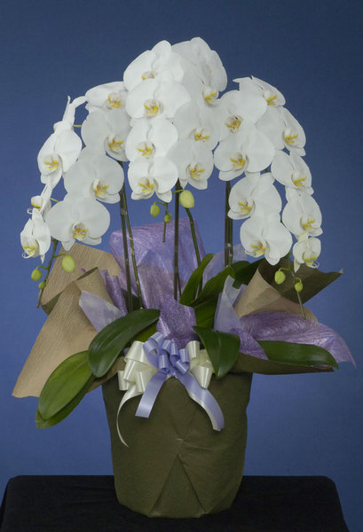 喪中見舞いの花 胡蝶蘭 白LL
