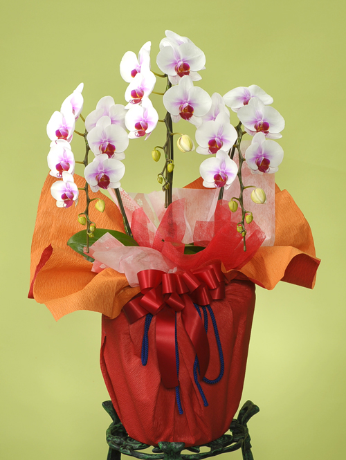 還暦の花●胡蝶蘭　紅白（L）３本立ち