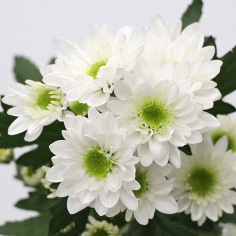 白いスプレー菊