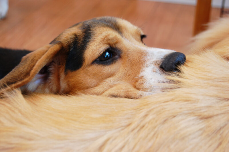 かわいい犬